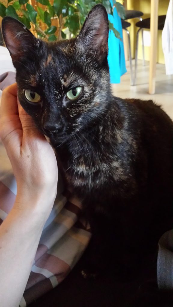 20170421_171952-e1513352945138-576x1024