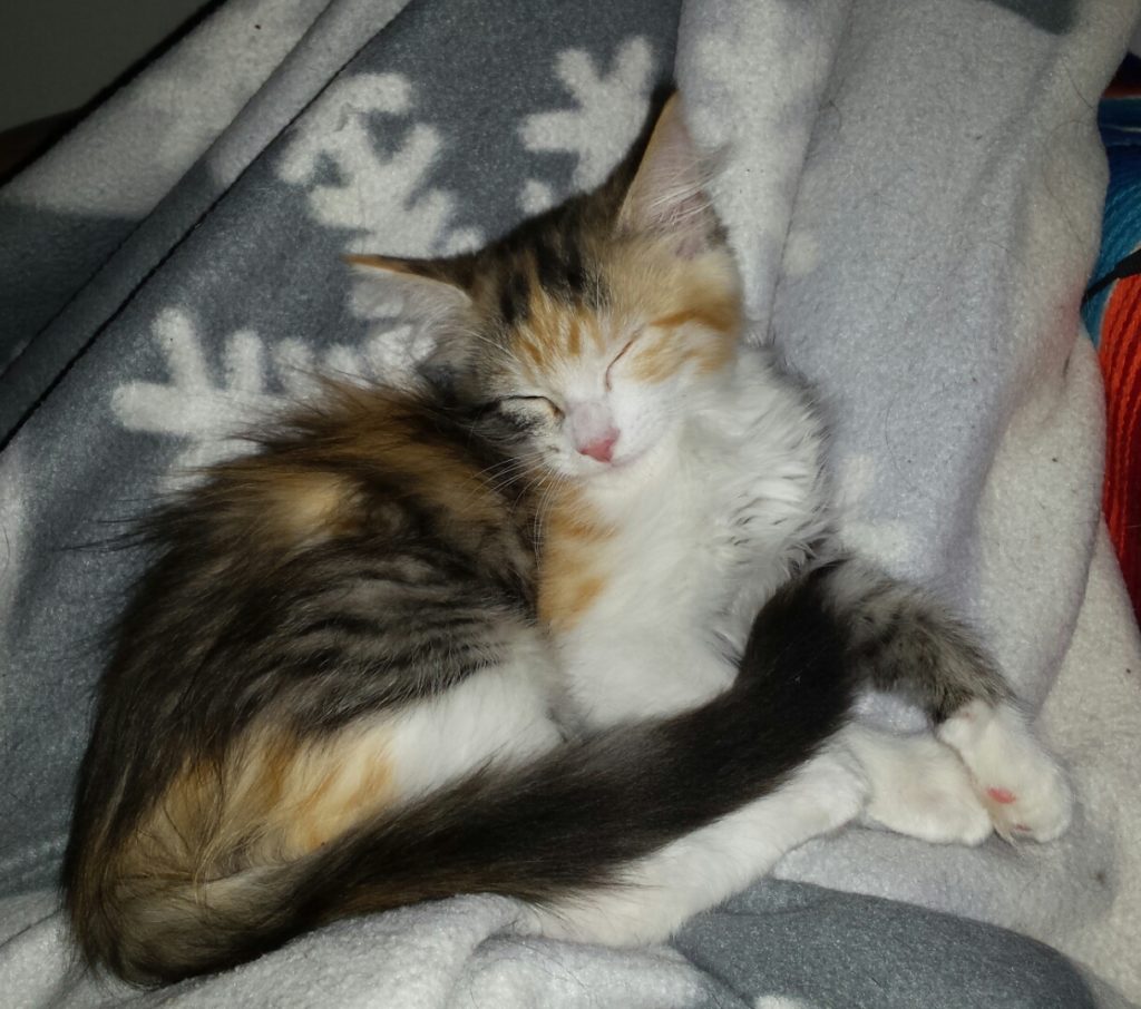 20171213_213526-1024x906